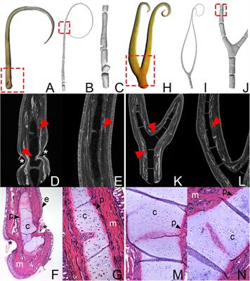 A Morphological and Histological Investigation of Imperfect Lungfish Fin Regeneration